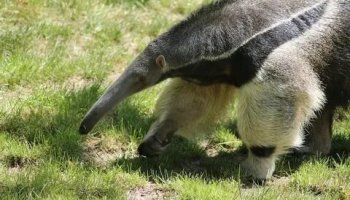 Звуки муравьеда