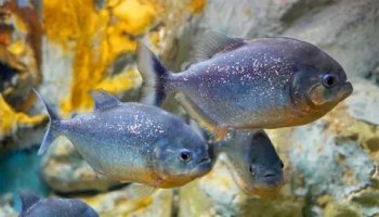 Звуки пираний