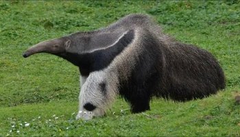 Звуки муравьеда