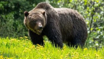 Звуки гризли