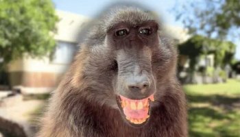 Звуки бабуина