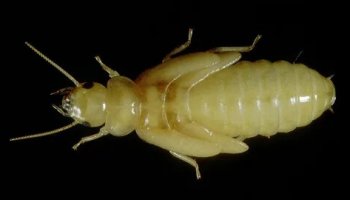 Звуки термита