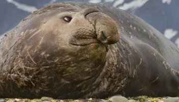 Звуки морского слона