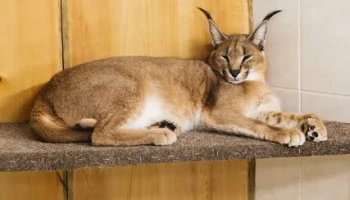 Звуки каракала