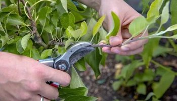 Звуки обрезки