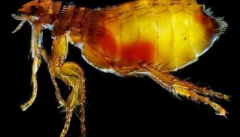 Звуки блохи