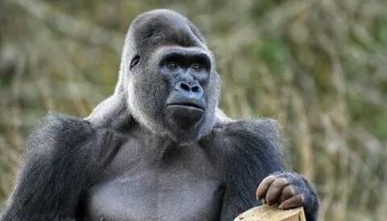 Звуки гориллы