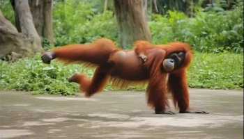 Звуки орангутана