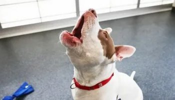 Звуки скулящей собаки