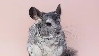 Звуки шиншиллы