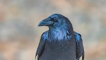 Звуки ворон, воронов