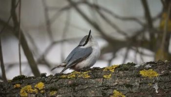 Звуки поползня