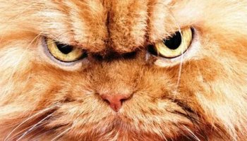 Звуки, раздражающие котов и собак