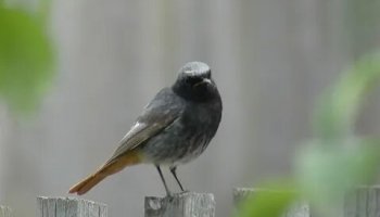 Звуки горихвостки