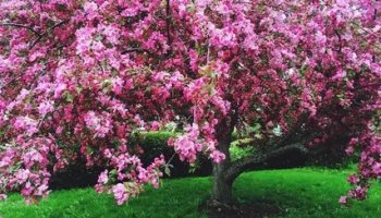 Звуки деревьев