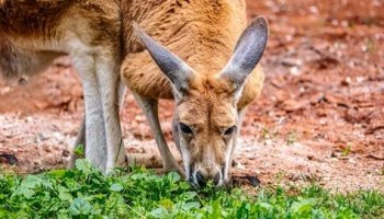 Звуки кенгуру