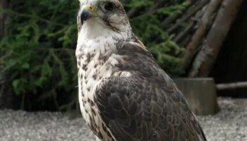 Звуки пустельги