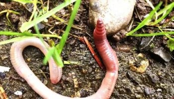 Звуки червяков