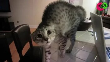 Звуки, которые боятся кошки