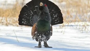 Звуки глухаря