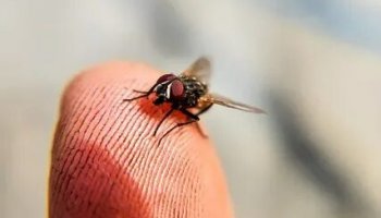 Звуки мошек