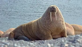 Звуки моржа