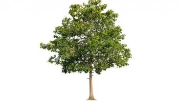 Звуки дерева