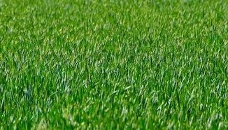 Звуки травы