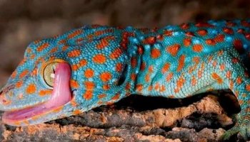 Звуки геккона