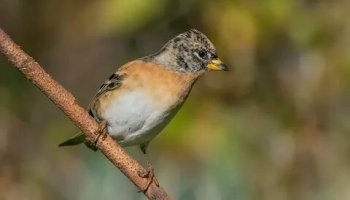 Звуки вьюрка