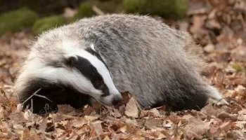 Звуки барсука