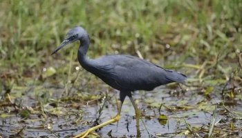 Звуки цапли