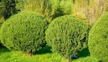 Звуки кустов