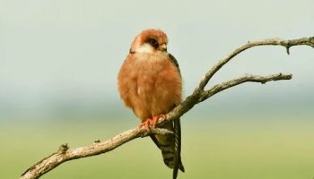 Звуки кобчика