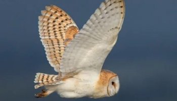 Звуки сипухи