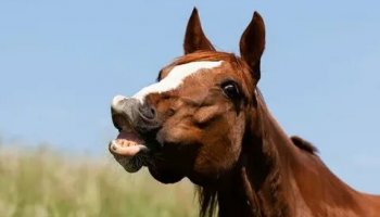 Звуки фырканья лошади