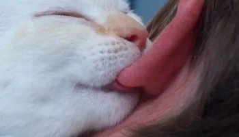 Звуки облизывания