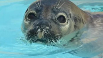 Звуки тюленей, морских котиков