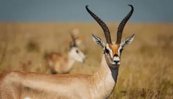 Звуки газели