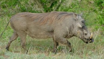 Звуки бородавочника