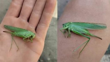 Звуки саранчи