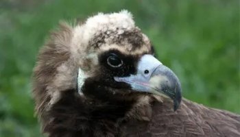 Звуки грифа