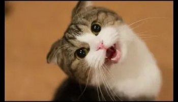 Звуки мяуканья кошки