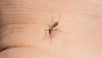 Звуки комара