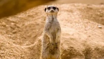 Звуки сурикатов