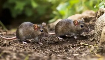 Звуки грызунов