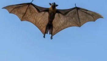 Звуки летучей мыши