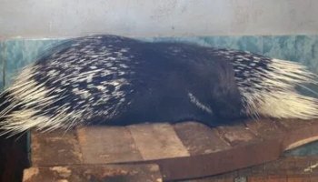 Звуки дикобраза, шипения