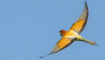 Звуки золотистой щурки