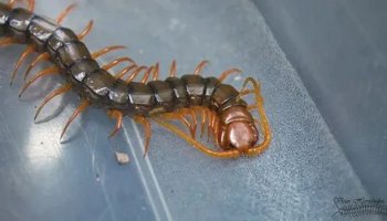 Звуки сколопендры